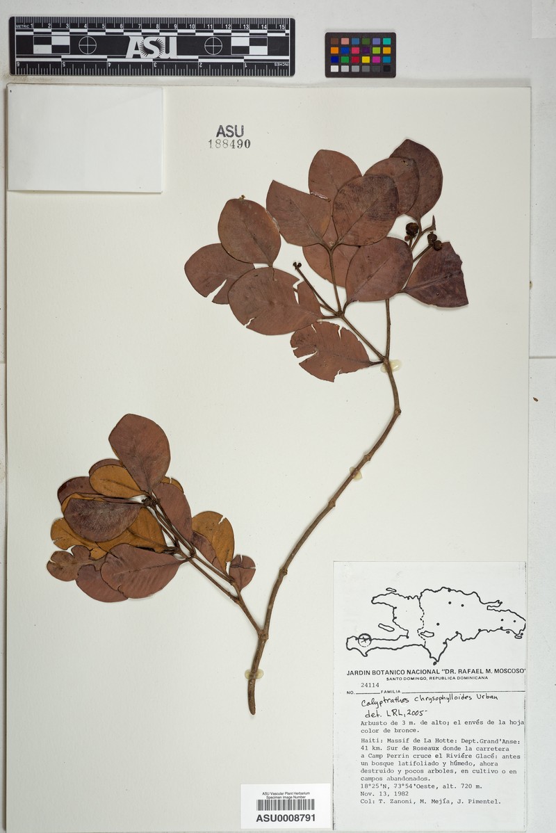 Myrcia chrysophylloides