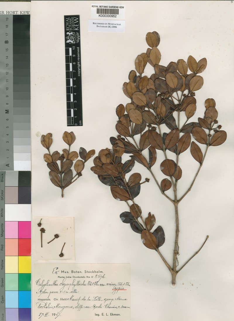 Myrcia chrysophylloides photo 2