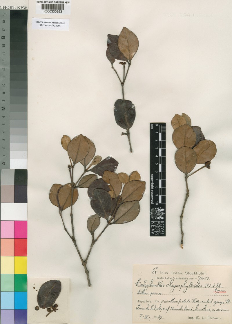 Myrcia chrysophylloides photo 3