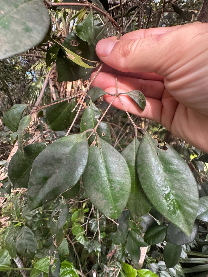 Myrcia chytraculia
