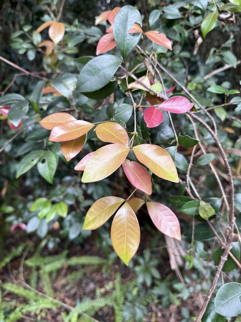 Myrcia chytraculia photo 2