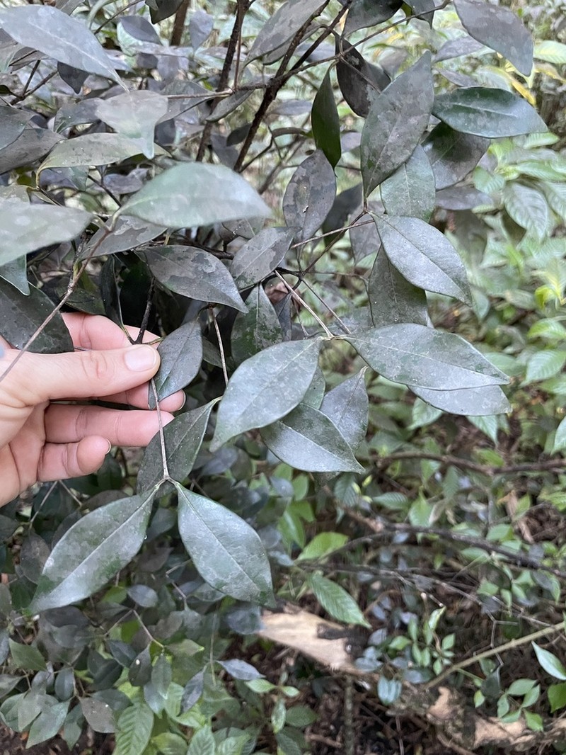 Myrcia chytraculia photo 3