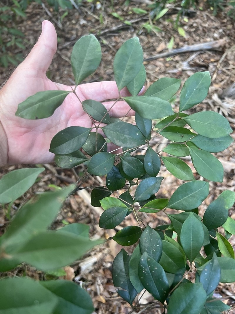 Myrcia chytraculia photo 5