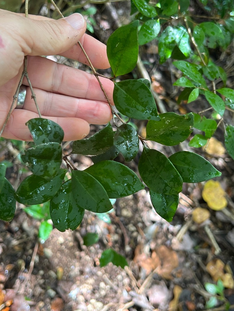 Myrcia chytraculia photo 6