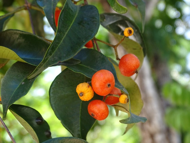 Myrcia chytraculia var. americana