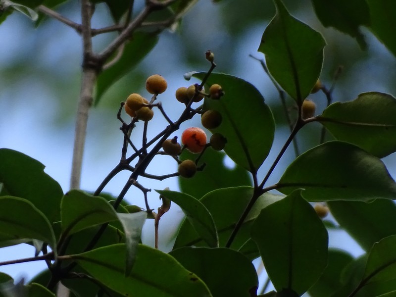 Myrcia chytraculia var. americana photo 2