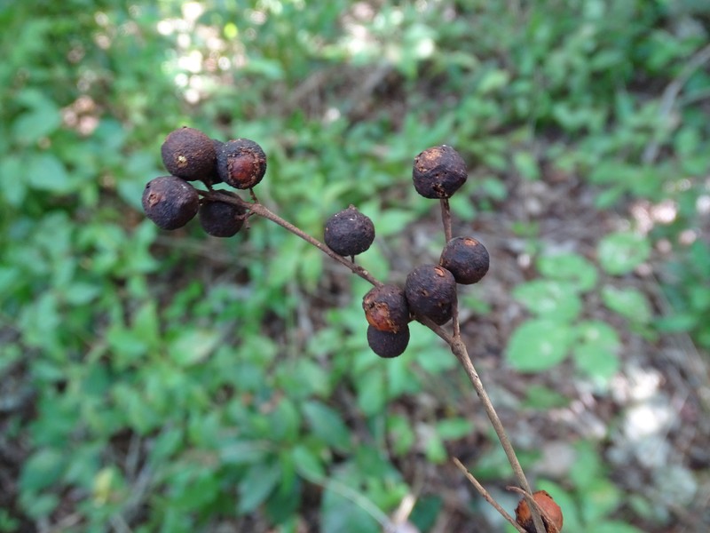 Myrcia chytraculia var. americana photo 3