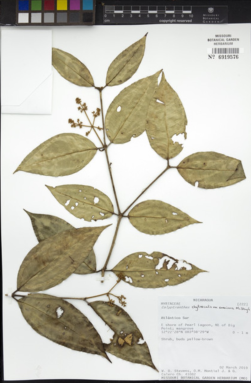 Myrcia chytraculia var. americana photo 4