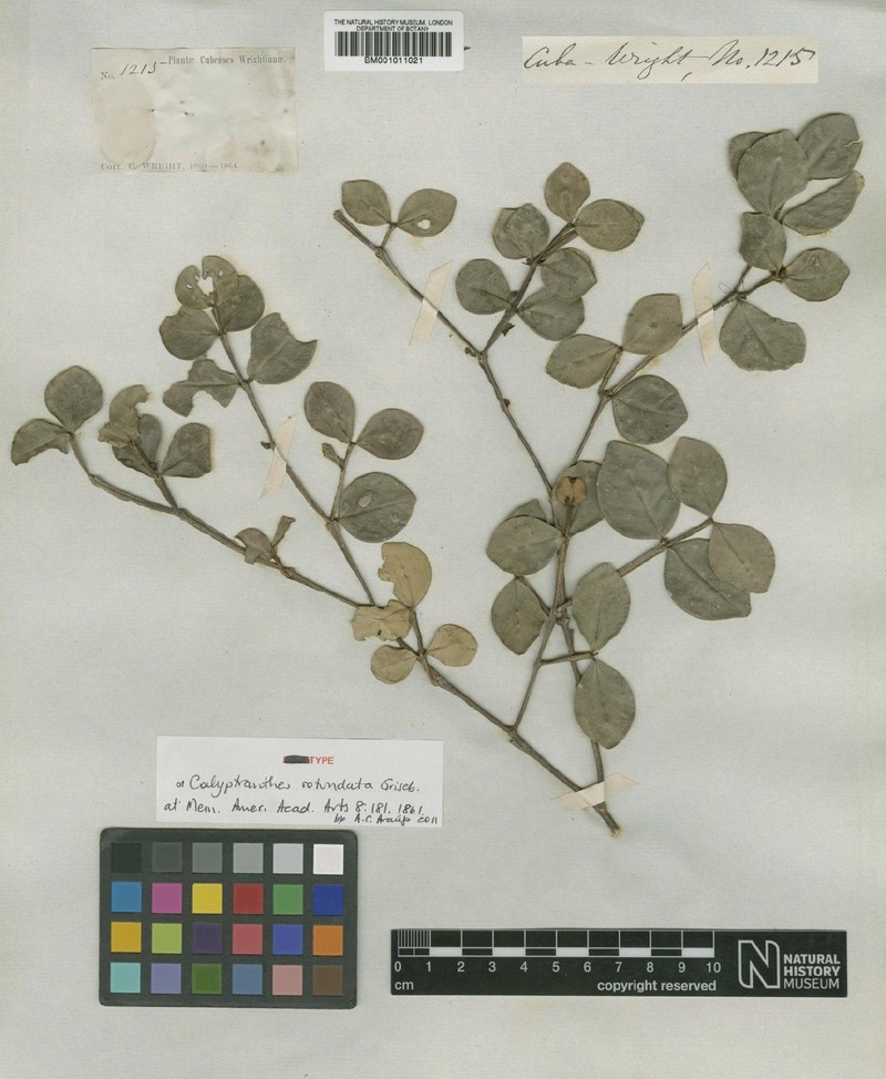 Myrcia circumdata
