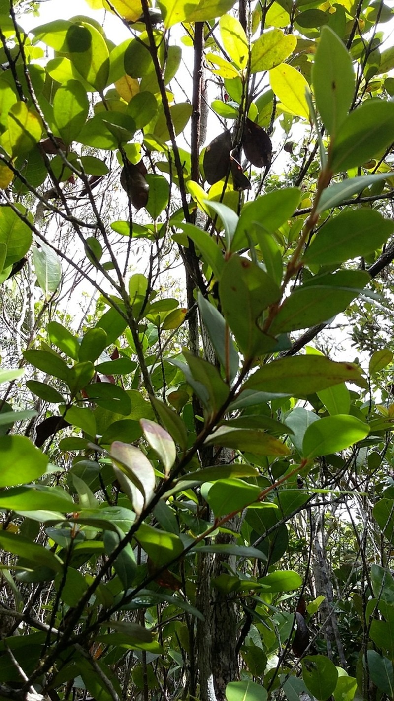 Red Rodwood