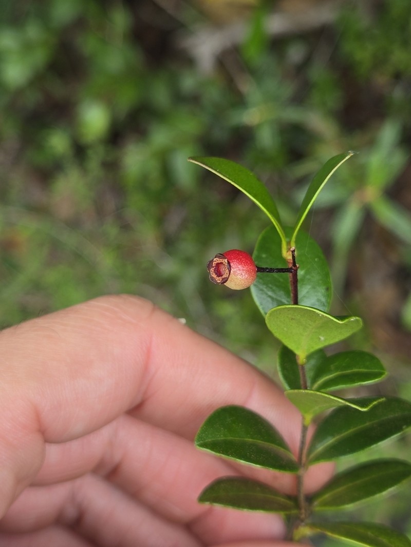 Red Rodwood photo 3