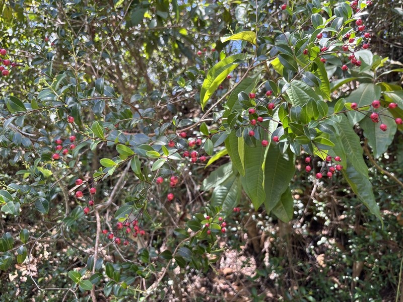 Red Rodwood photo 6