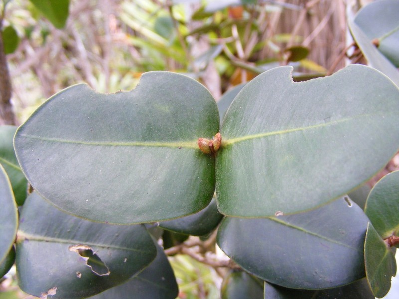 Myrcia clarendonensis