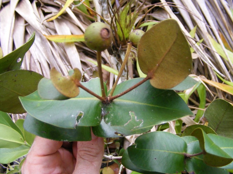 Myrcia clarendonensis photo 2