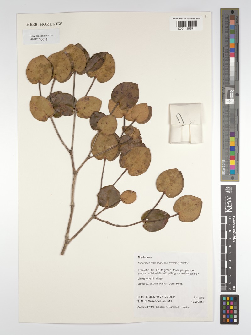 Myrcia clarendonensis photo 3
