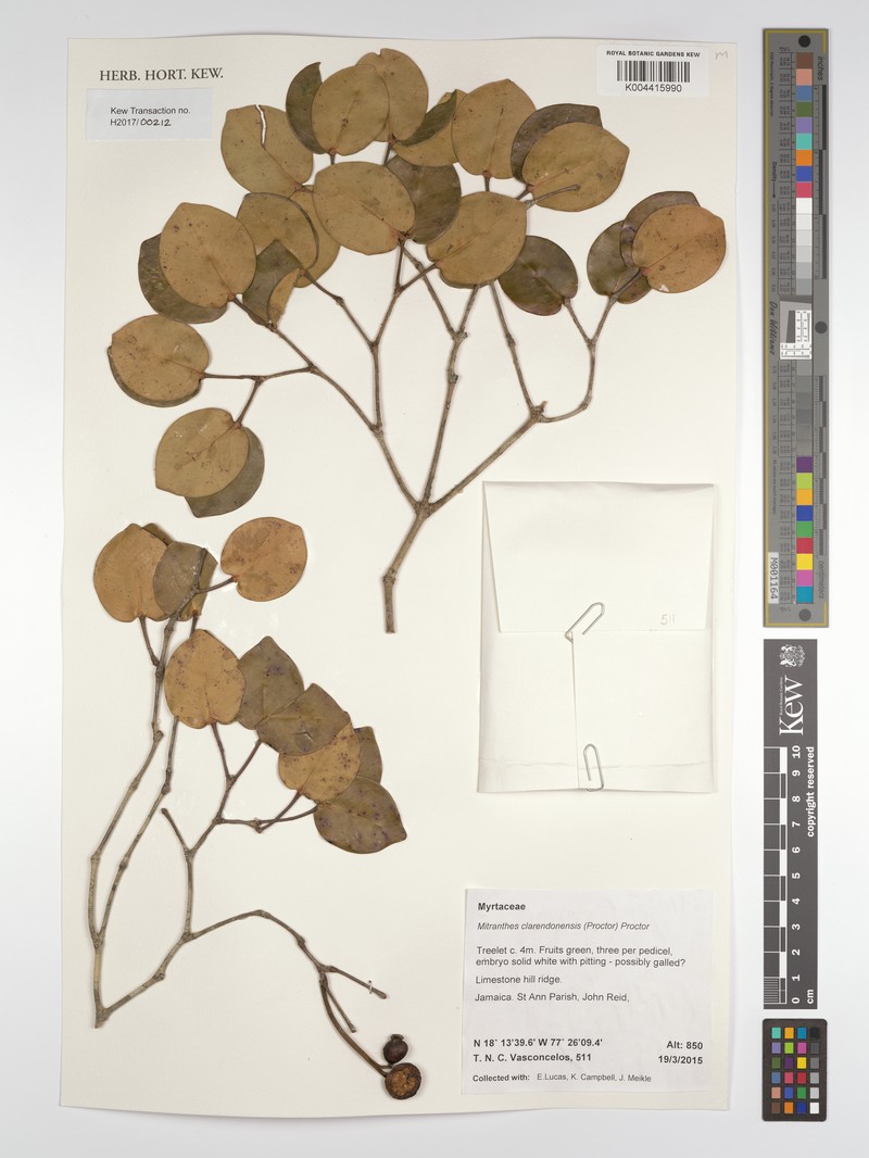 Myrcia clarendonensis photo 4