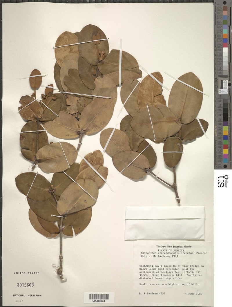 Myrcia clarendonensis photo 5