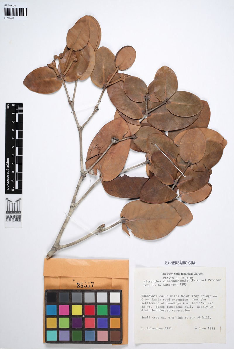 Myrcia clarendonensis photo 6