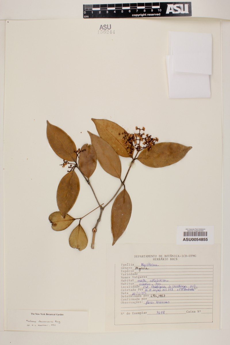 Myrcia clausseniana