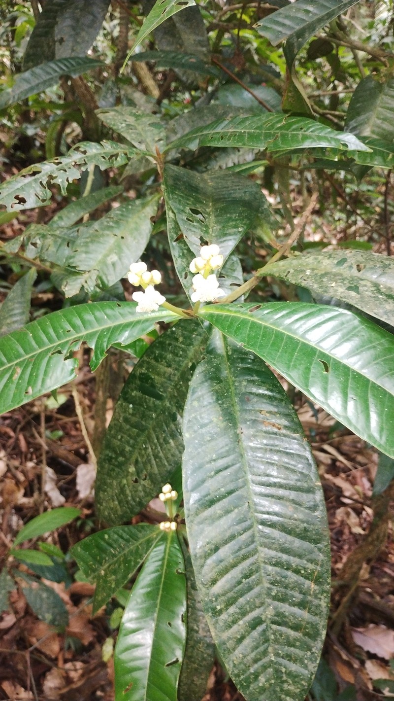 Myrcia congestiflora photo 3