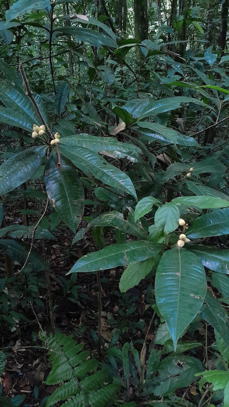 Myrcia congestiflora photo 4
