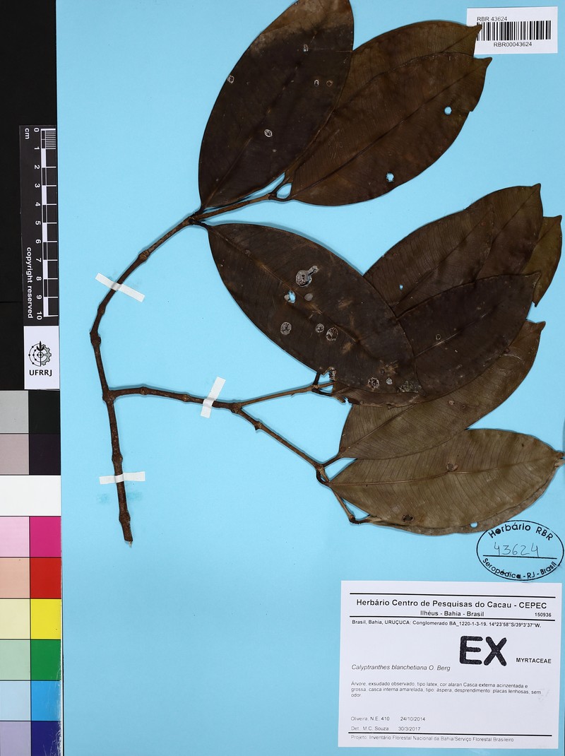 Myrcia cymatophylla