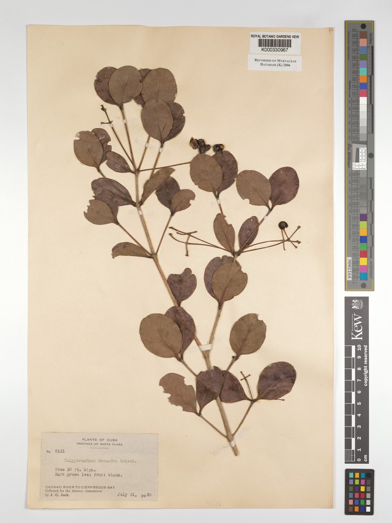 Myrcia decandra