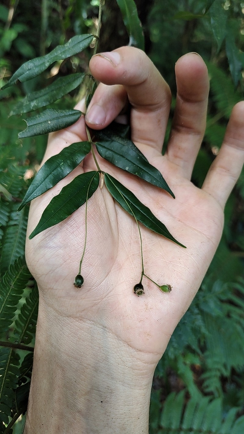 Myrcia delicata