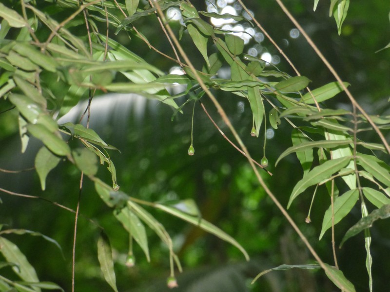 Myrcia delicata photo 3