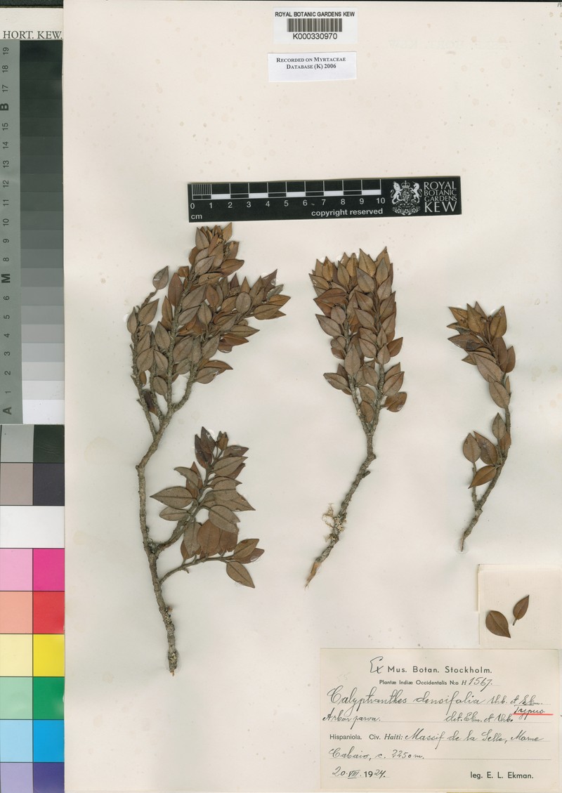 Myrcia densifolia