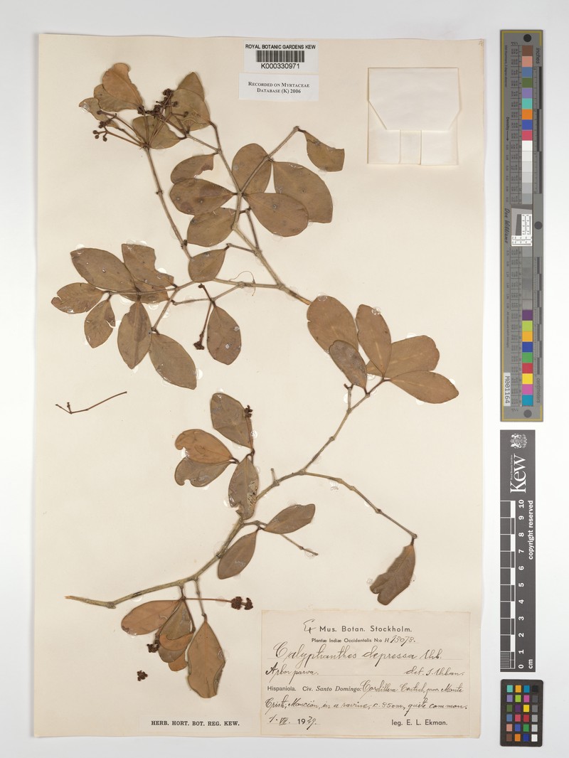Myrcia depressa