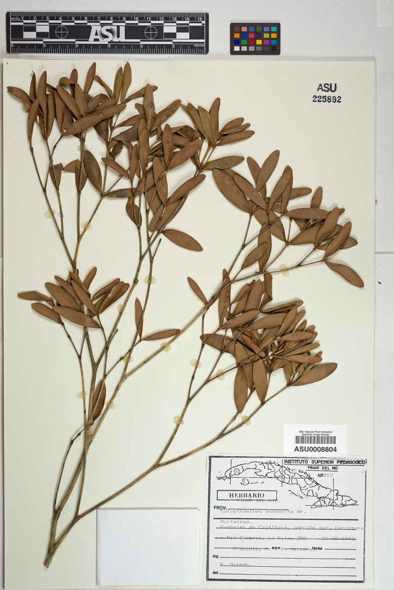 Myrcia enneantha