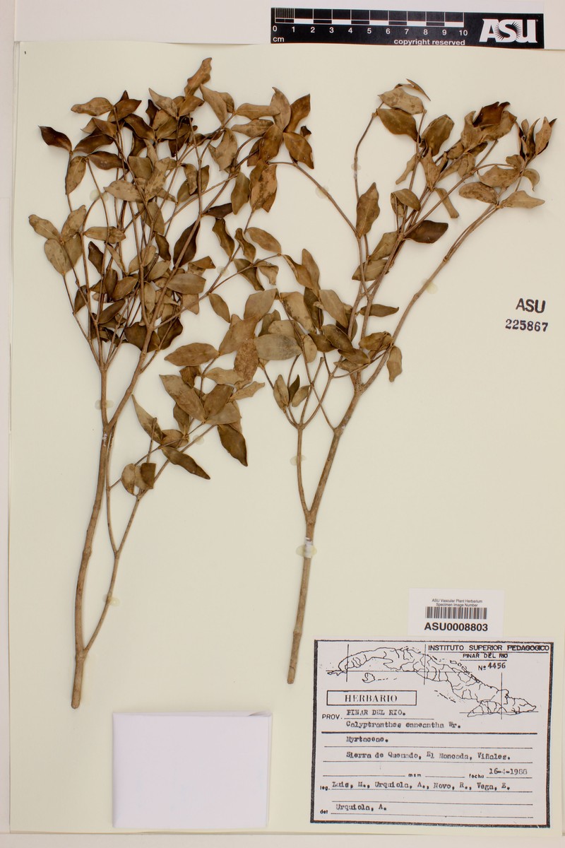 Myrcia enneantha photo 2