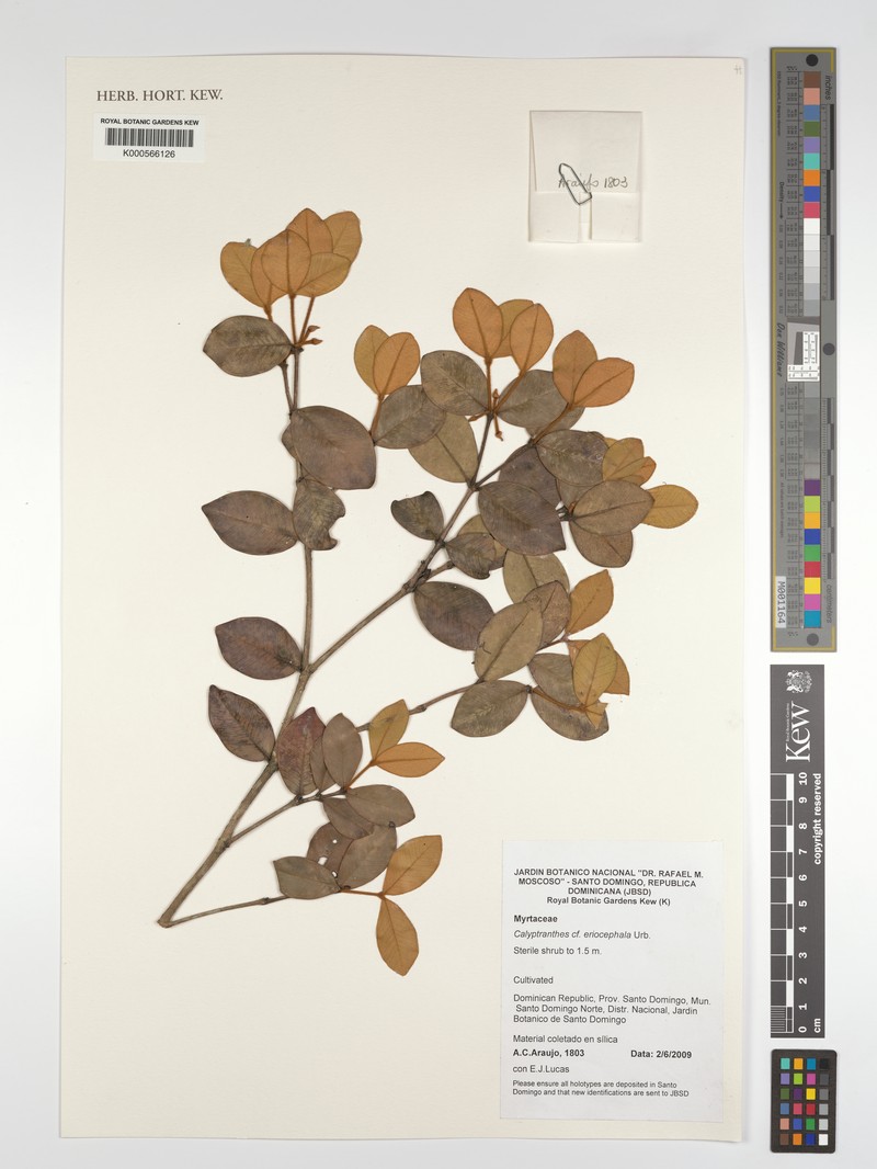 Myrcia eriocephala
