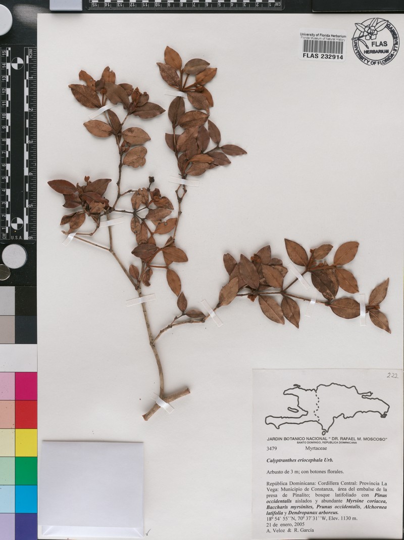 Myrcia eriocephala photo 2