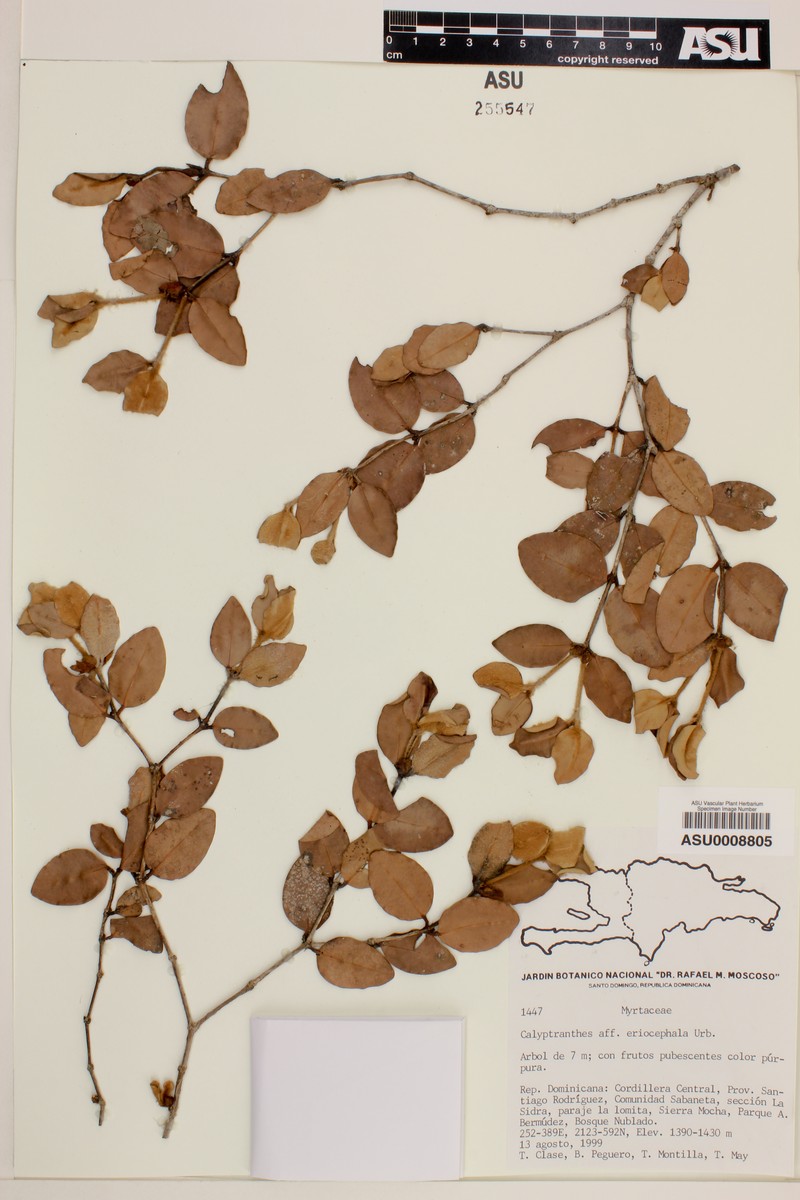 Myrcia eriocephala photo 3