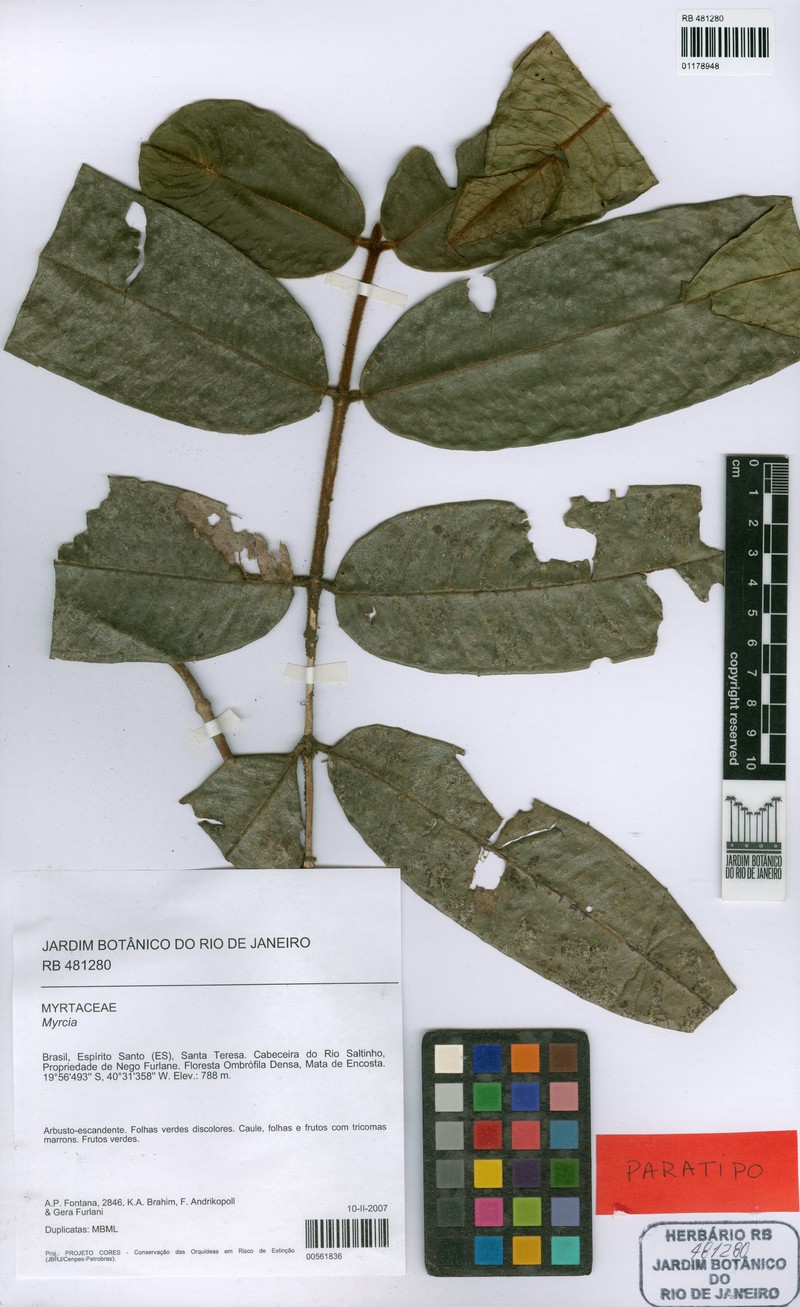 Myrcia espiritosantensis