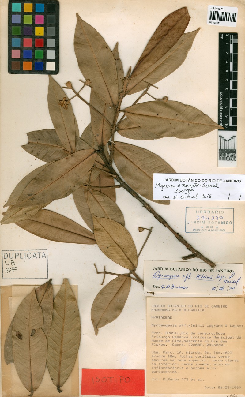 Myrcia exapata