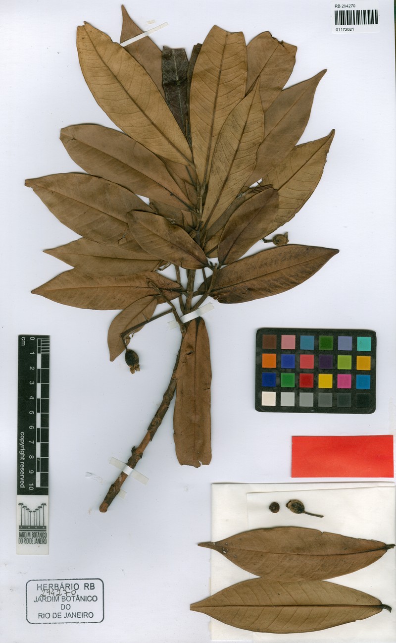 Myrcia exapata photo 2