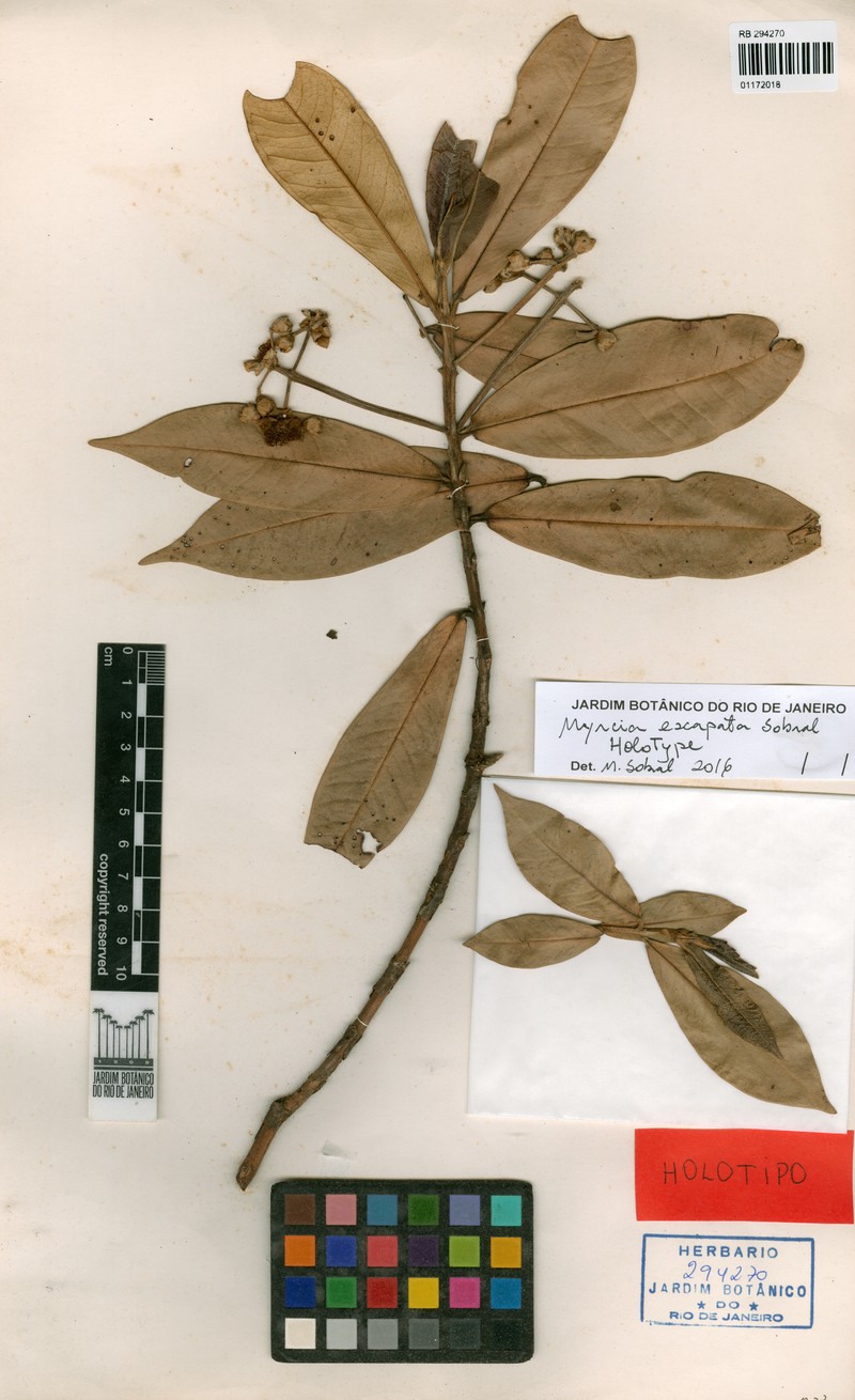 Myrcia exapata photo 3