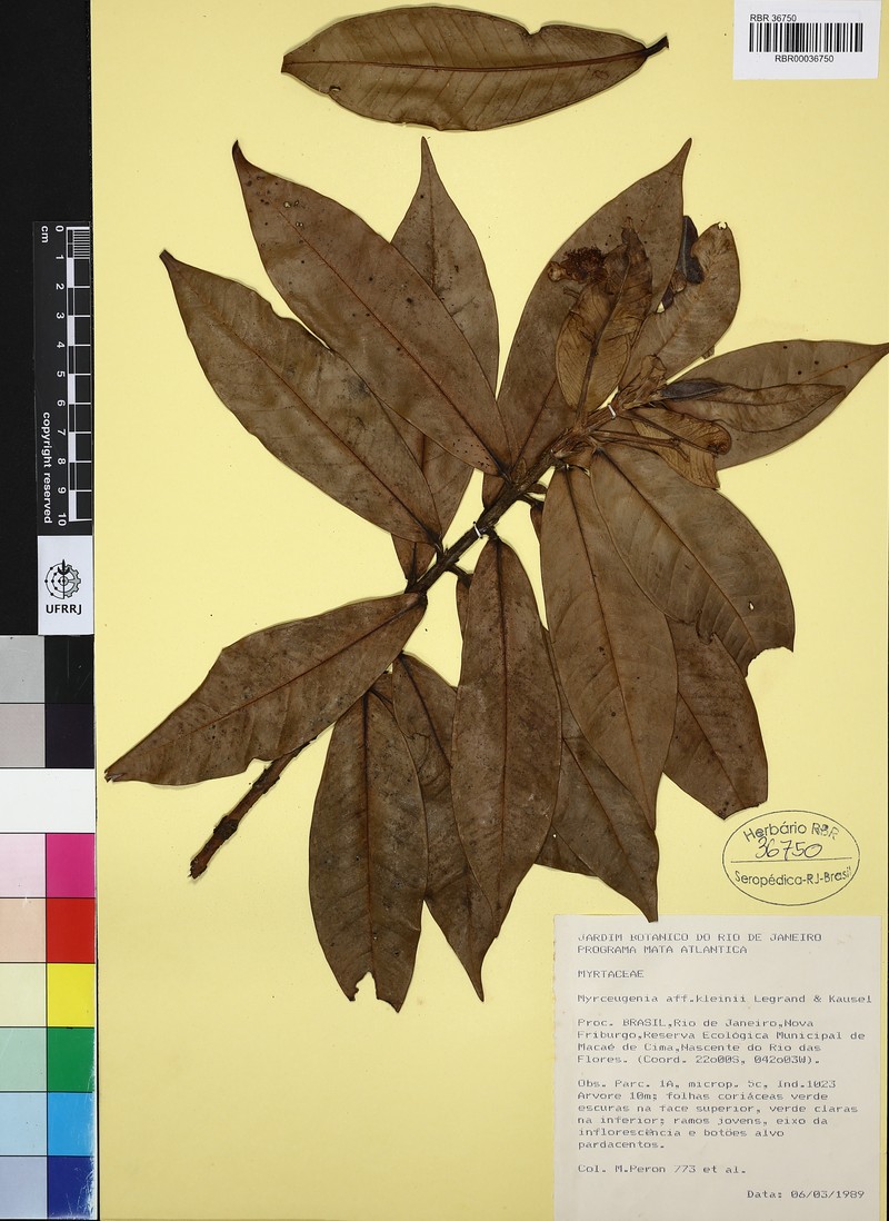 Myrcia exapata photo 4
