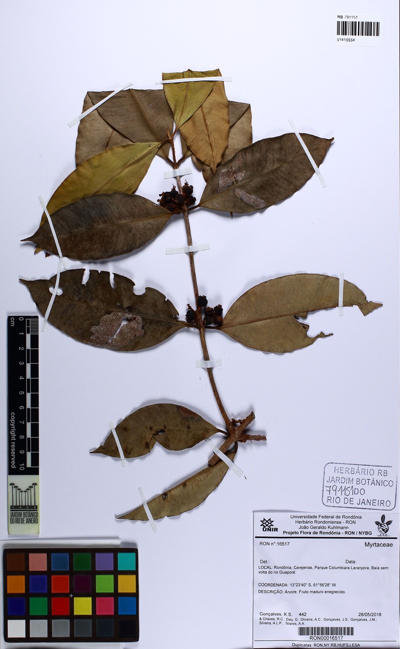 Myrcia fasciculata