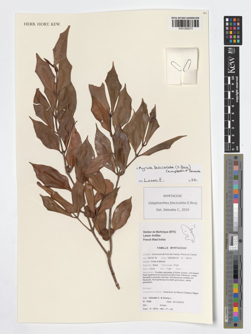 Myrcia fasciculata photo 2