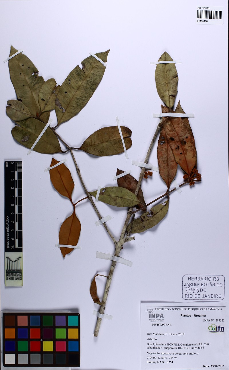Myrcia fasciculata photo 3