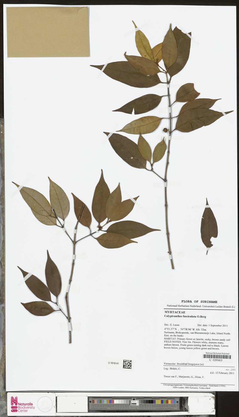 Myrcia fasciculata photo 4