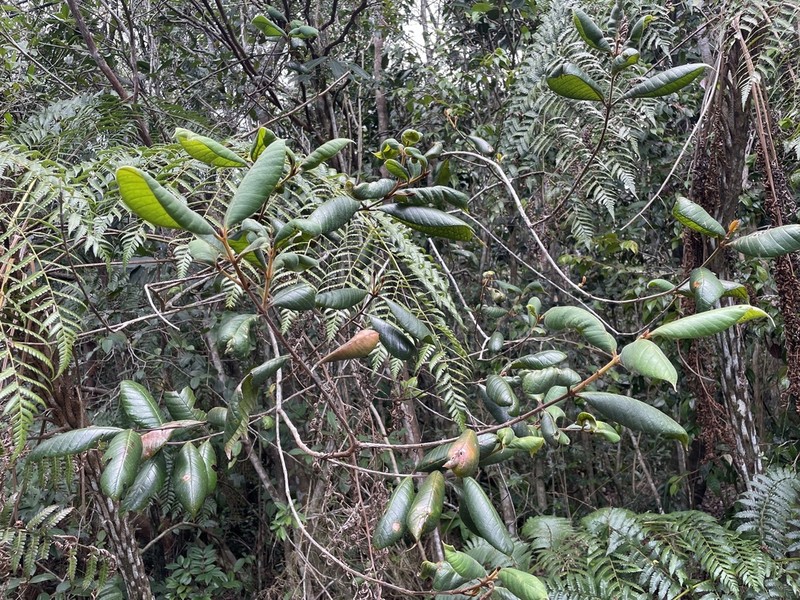 Grand Merisier photo 5
