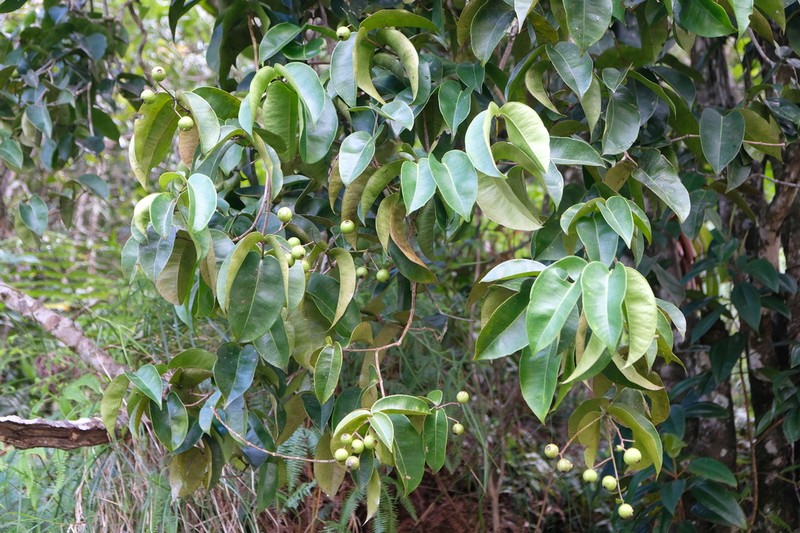 Myrcia forsteri