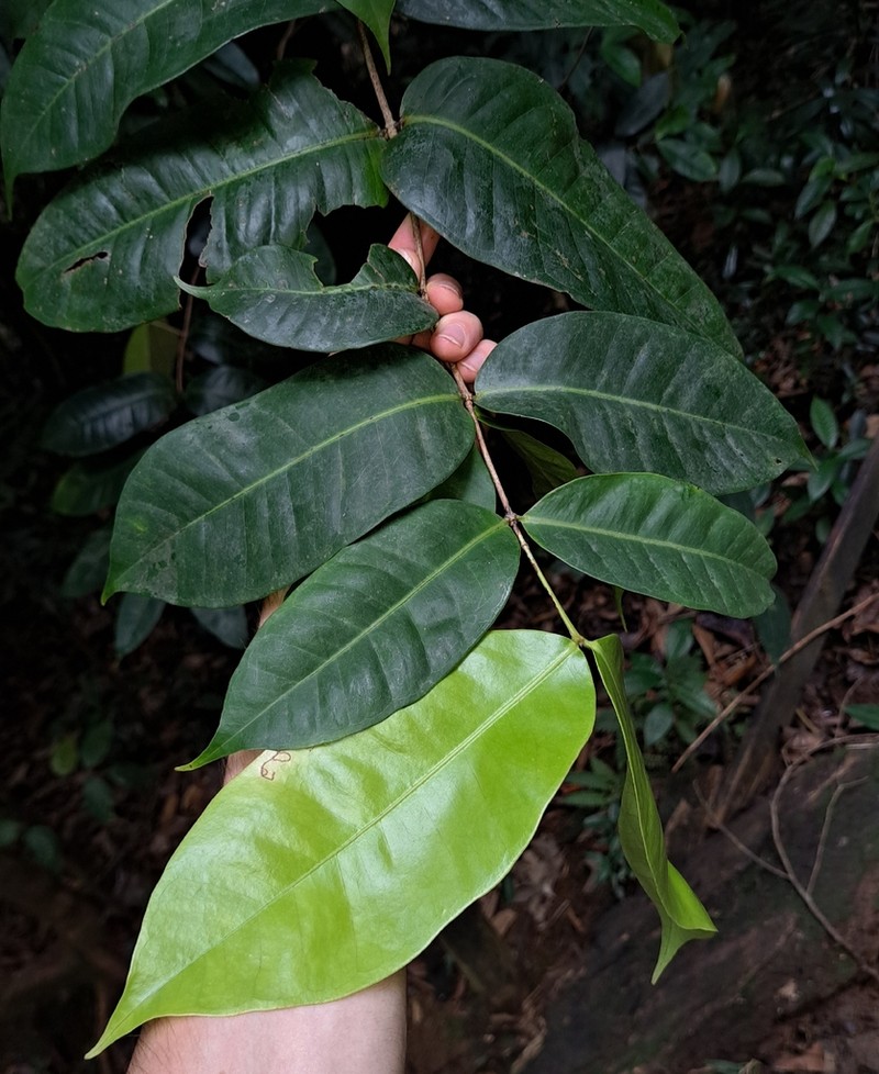 Myrcia forsteri photo 2