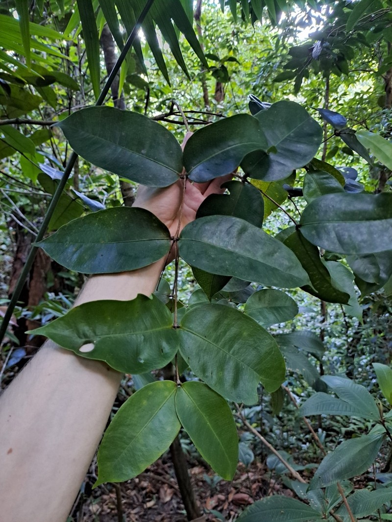 Myrcia forsteri photo 3
