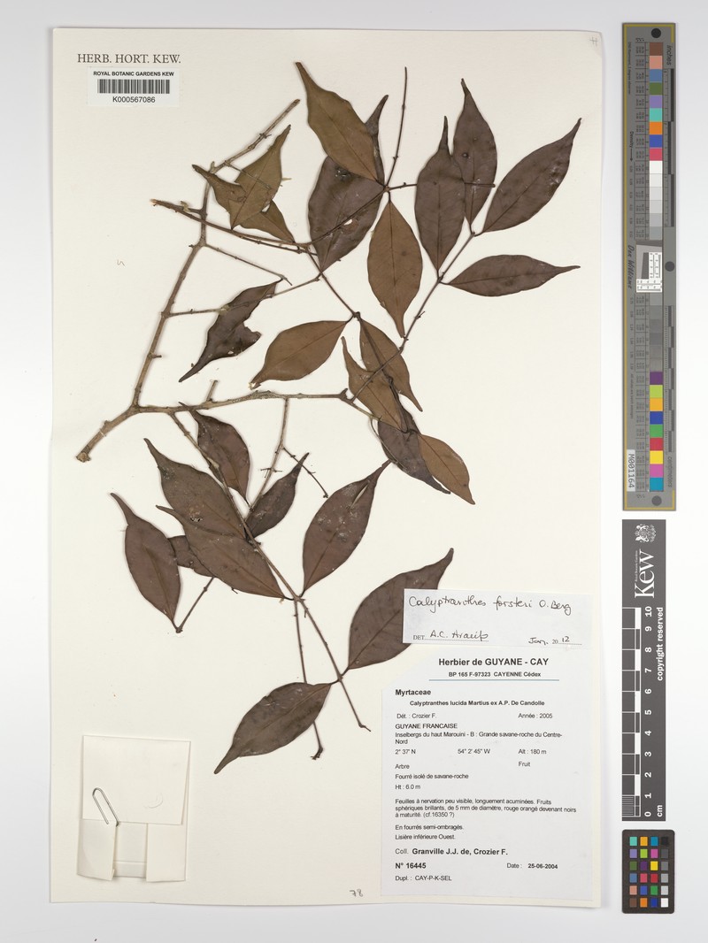 Myrcia forsteri photo 4